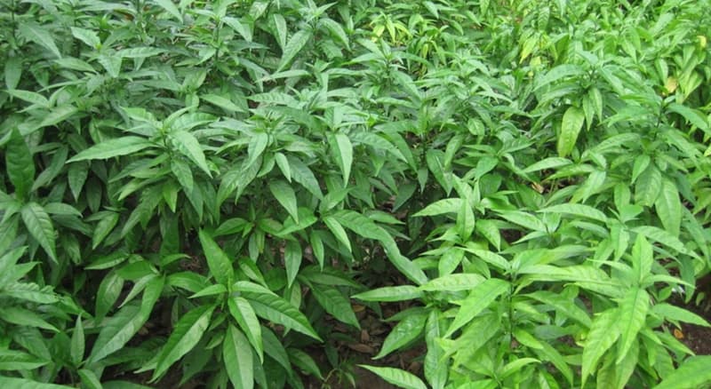 Tra-Cay-Xuong-Khi-bim-bip-Clinacanthus-nutans-Lindau-nong-san-cao-cap-viet-farm-food-093-8828-553 Tra-Cay-Xuong-Khi-bim-bip-Clinacanthus-nutans-Lindau-nong-san-cao-cap-viet-farm-food-093-8828-553