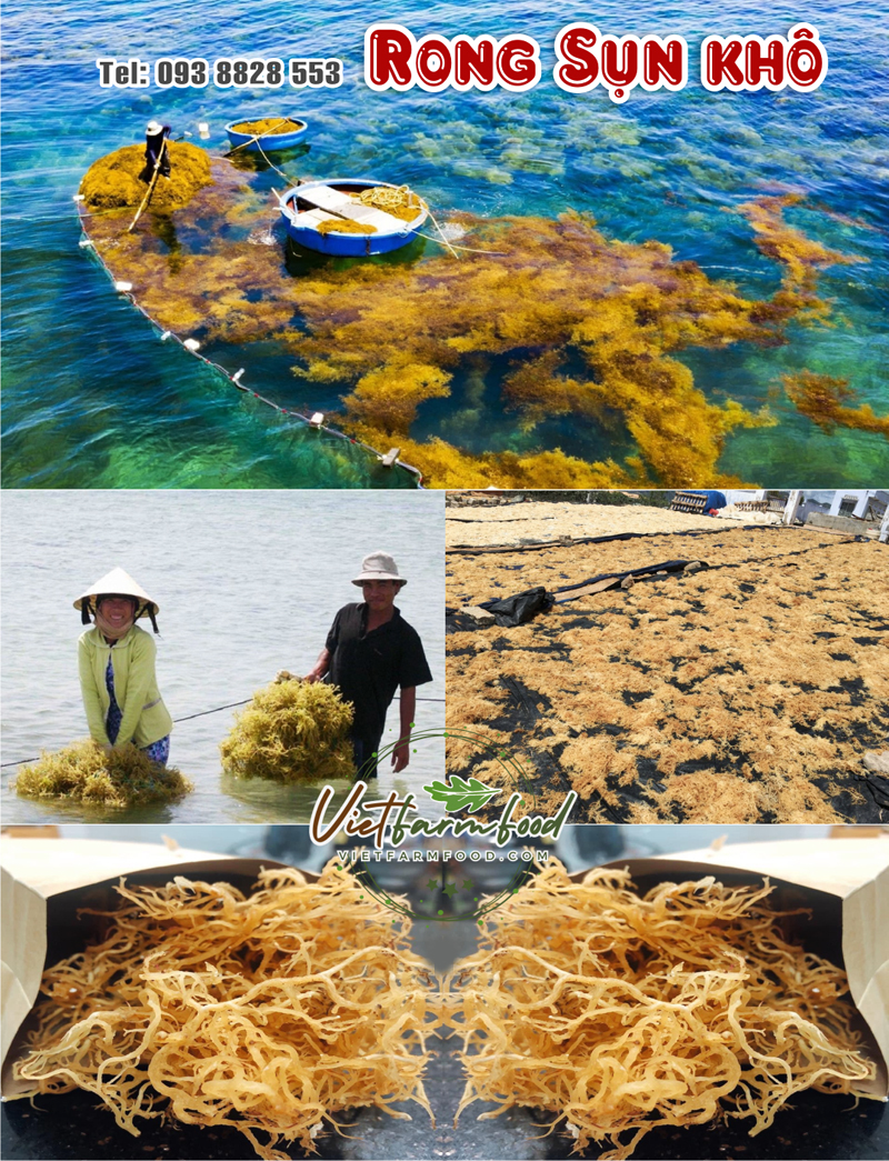 rong-sun-kho-093-8828-553 rong-sun-kho-093-8828-553